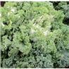 Hạt Giống cải Kale Thủy Tinh