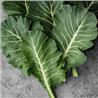 Hạt Giống Cải Kale Vate