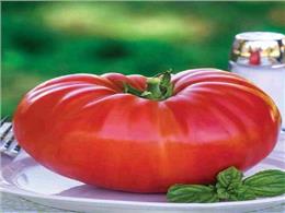 Chi tiết Cách trồng cà chua khổng lồ bằng hạt cho người mới trồng