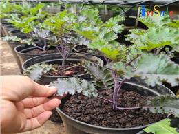 Chi tiết  cách trồng cải kale đơn giản ai cũng thực hiện được
