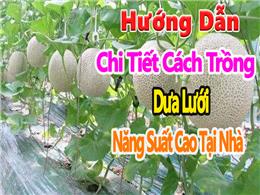 Hướng Dẫn Chi Tiết Cách Trồng và Chăm Sóc Dưa Lưới Cho Người Mới Bắt Đầu Hướng Dẫn Chi Tiết Cách Trồng và Chăm Sóc Dưa Lưới Cho Người Mới Bắt Đầu