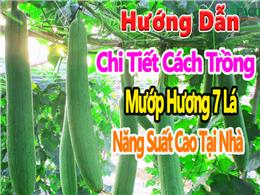 Hướng dẫn chi tiết cách trồng mướp 7 lá tại nhà cho người mới bắt đầu Hướng dẫn chi tiết cách trồng mướp 7 lá tại nhà cho người mới bắt đầu