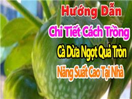 Cách Trồng Cà Ngọt Quả Tròn Đơn Giản, Hiệu Quả Ngay Tại Sân Vườn Cách Trồng Cà Ngọt Quả Tròn Đơn Giản, Hiệu Quả Ngay Tại Sân Vườn