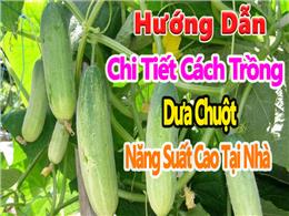 Trồng dưa chuột hiệu quả: Chọn giống, làm đất, bón phân và thu hoạch Trồng dưa chuột hiệu quả: Chọn giống, làm đất, bón phân và thu hoạch