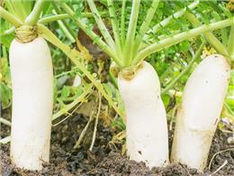 Hướng dẫn chi tiết cách trồng củ cải đường trong thùng xốp vô cùng đơn giản cho người mới
