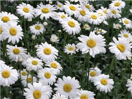 Cách trồng và chăm sóc hoa cúc chi trắng 2023