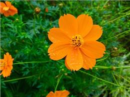 Hoa sao nhái – Cách trồng và chăm sóc ra hoa rực rỡ 2023