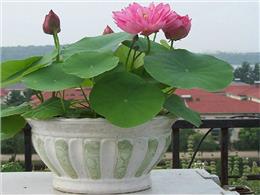 hướng dẫn Cách trồng và chăm sóc sen nhật mini ra hoa chơi tết 