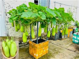 Cách trồng và chăm sóc cây bầu đơn giản cho người mới bắt đầu Cách trồng và chăm sóc cây bầu đơn giản cho người mới bắt đầu