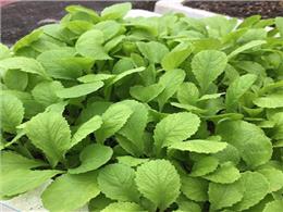Chia sẻ kinh nghiệm trồng cải mơ khổng lồ cho người mới bắt đầu Chia sẻ kinh nghiệm trồng cải mơ khổng lồ cho người mới bắt đầu