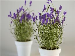 Hướng dẫn chi tiết cách trồng hoa Lavender tại nhà cực đơn giản cho người mới 