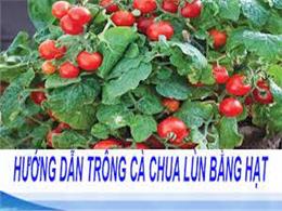 Giới thiệu cách ươm trồng Hạt giống cà chua Cherry Lùn F1 | Cà Chua Cherry Lùn Đỏ Trồng Chậu