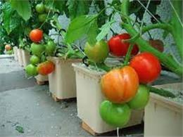 cách trồng cà chua trong thùng xốp | 3 Cách trồng Cà Chua trong thùng xốp siêu nhanh lại sai quả
