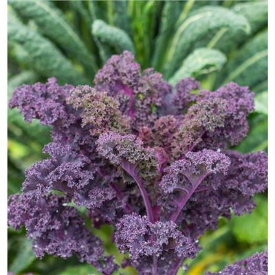 Hạt Giống Cải Kale Xoăn Tím