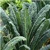 Hạt Giống Cải Xoăn Kale Ý
