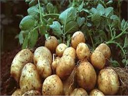 kỹ thuật trồng khoai tây cho năng suất cao | Kỹ thuật trồng Khoai tây hiệu quả cho củ to đẹp