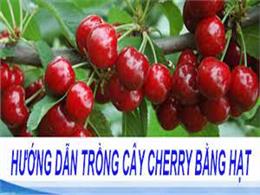 Hướng dẫn cách ươm hạt giống cherry ở Việt Nam | Cách để Trồng cây anh đào (cherry)