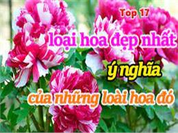 Top 17 loại hoa đẹp nhất và ý nghĩa của những loài hoa đó