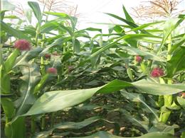 Kỹ thuật trồng ngô, bắp bằng phương pháp gieo hạt 2023
