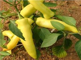 Cách trồng và chăm bón cây ớt ngọt Đùi Gà cho năng suất, chất lượng cao