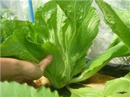 hướng dẫn chi tiết Cách trồng rau cải bẹ đông dư (cải bẹ muối dưa) dễ dàng