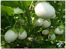Cách trồng cây cà pháo trắng trứng ngỗng trong chậu