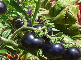 Cách trồng cà chua đen bằng hạt trong thùng xốp 2022