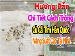 Cách Trồng và Chăm Sóc Củ Cải Tím Hàn Quốc: Bí Quyết Cho Vụ Mùa Bội Thu Cách Trồng và Chăm Sóc Củ Cải Tím Hàn Quốc: Bí Quyết Cho Vụ Mùa Bội Thu