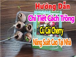 Cách trồng củ cải Cherry nhiều màu siêu dễ cho người mới bắt đầu Cách trồng củ cải Cherry nhiều màu siêu dễ cho người mới bắt đầu