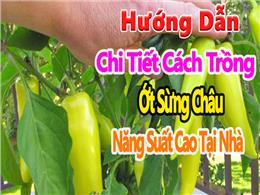 Hướng dẫn trồng ớt sừng Châu từ A đến Z cho người mới bắt đầu Hướng dẫn trồng ớt sừng Châu từ A đến Z cho người mới bắt đầu