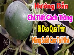 Cách Trồng và Chăm Sóc Bí Đao Quả Tròn Cho Năng Suất Cao Cách Trồng và Chăm Sóc Bí Đao Quả Tròn Cho Năng Suất Cao