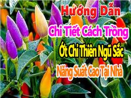 Chia Sẻ Kỹ Thuật Trồng Ớt Ngũ Sắc Cho Người Mới Bắt Đầu Chia Sẻ Kỹ Thuật Trồng Ớt Ngũ Sắc Cho Người Mới Bắt Đầu