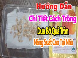 Hướng Dẫn Chi Tiết Cách Trồng Và Chăm Sóc Dưa Bở Quả Tròn Hướng Dẫn Chi Tiết Cách Trồng Và Chăm Sóc Dưa Bở Quả Tròn