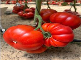 Các bước trồng và chăm sóc cà chua múi chi tiết nhất cho bà con