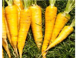 Mẹo trồng cà rốt trong thùng xốp cho năng suất cao 2022