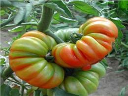 Cách trồng cà chua múi khổng lồ bằng hạt