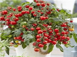 Cách trồng cà chua bi đơn giản tại nhà sai trĩu quả cho người mới trồng thành công 100%