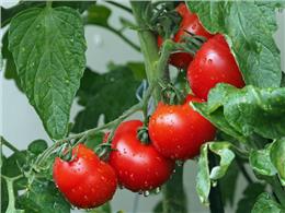 cách trồng cà chua trong chậu thành công