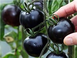 hướng dẫn  Cách trồng cây cà chua đen cho người mới thành công 100%