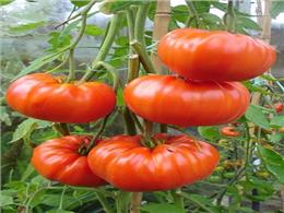Cách trồng cà chua khổng lồ bằng hạt 2022
