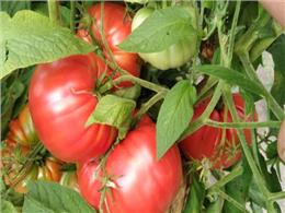 Hướng dẫn chi tiết Cách trồng cà chua bạch tuộc cho người mới bắt đầu