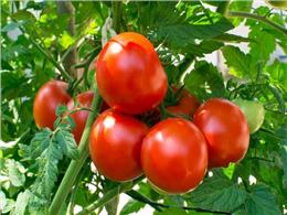 Chi tiết cách trồng cà chua bằng hạt đảm bảo thành công 2022