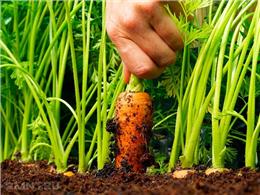 kỹ thuật trồng cà rốt trên đất cát ngoài ruộng vườn 2023
