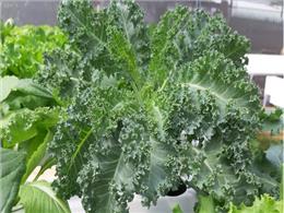 Kỹ  thuật Trồng Cải Kale Một Lần Mà Thu Nhiều Lần Đơn Giản Tại Nhà cho ai cần