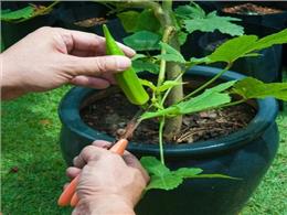 Hướng dẫn chi tiết cách trồng đậu bắp xanh và cách phòng trừ sâu bệnh