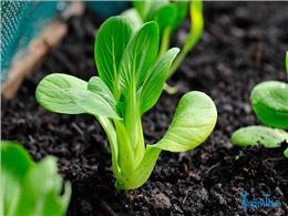 hướng dẫn chi tiết  cách trồng hạt giống rau cải chíp trong thùng xốp