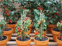 Hướng dẫn chi tiết cách trồng cà chua trong chậu 2023