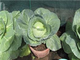 Kỹ thuật trồng bắp cải xanh tươi tốt mà nhanh thu hoạch cho người mới