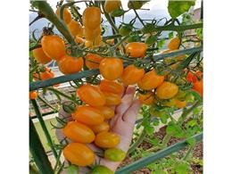 Cách trồng và chăm sóc cà chua nova 2023