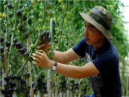 Hướng dẫn Kinh nghiệm trồng cà chua đen